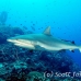 shark_greyreef_kk_h_0705_png1562.jpg